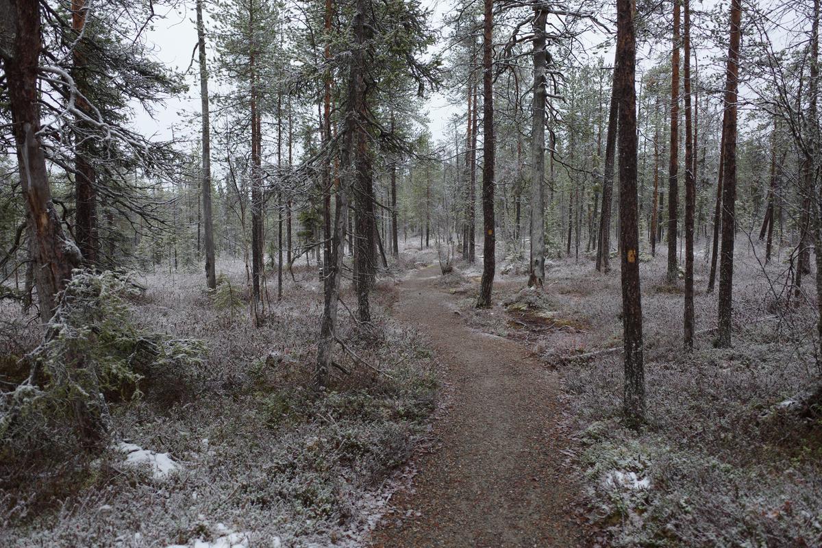 Trail going through slightly frozen forest.