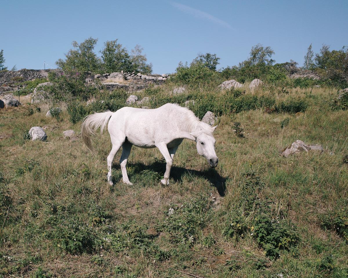 A white horse standing in a meadow. There are a lot of rocks in the background.