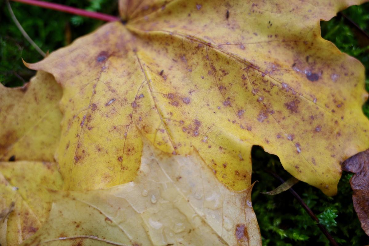 A close-up of a yellow leave with droplets on it