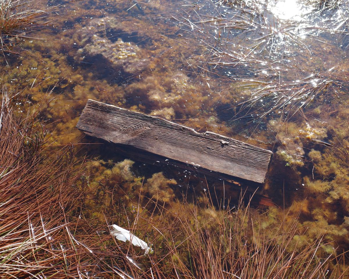 A piece of wooden board in a bog pond