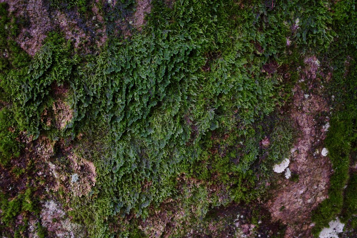 Close-up of a rock covered by moss