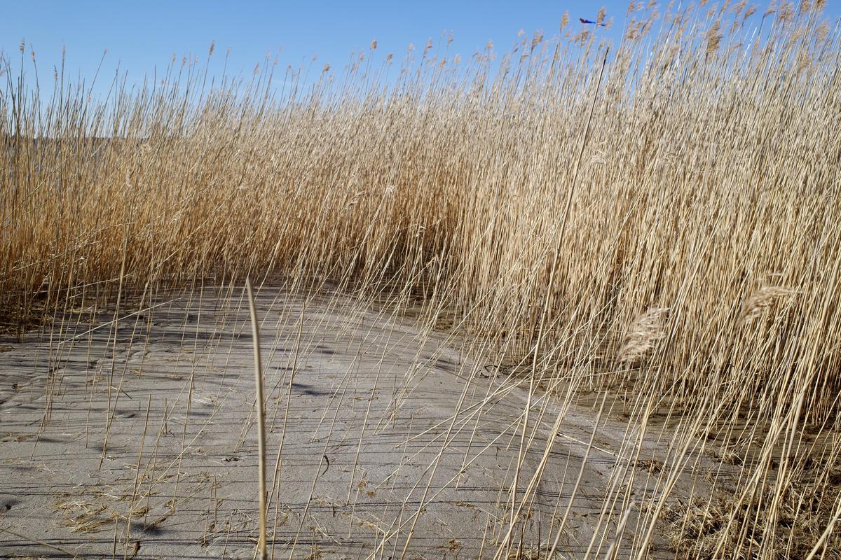 Reeds on a beach. A kite is flying in the sky behind them.