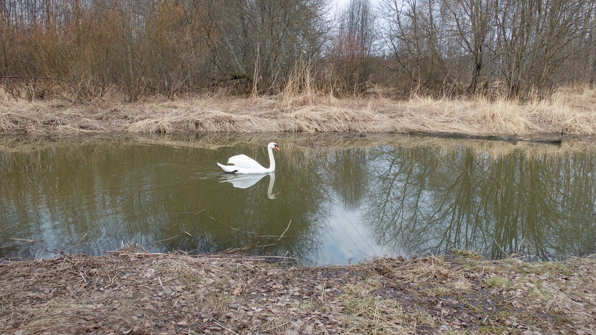 Here’s a bird I saw last Sunday. (details on Flickr)