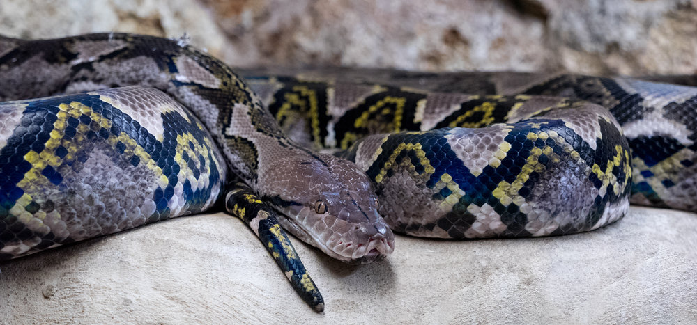 Python by William Warby. CC BY 2.0.
