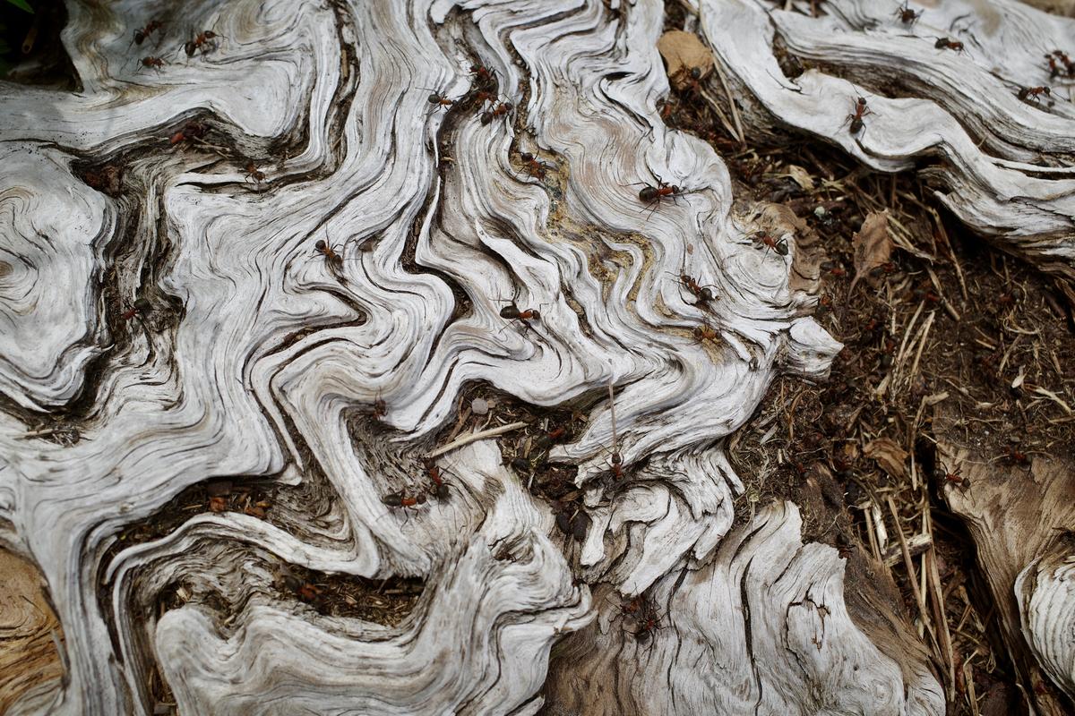 Ants crawling on an piece old, dry, partially decomposed wood.