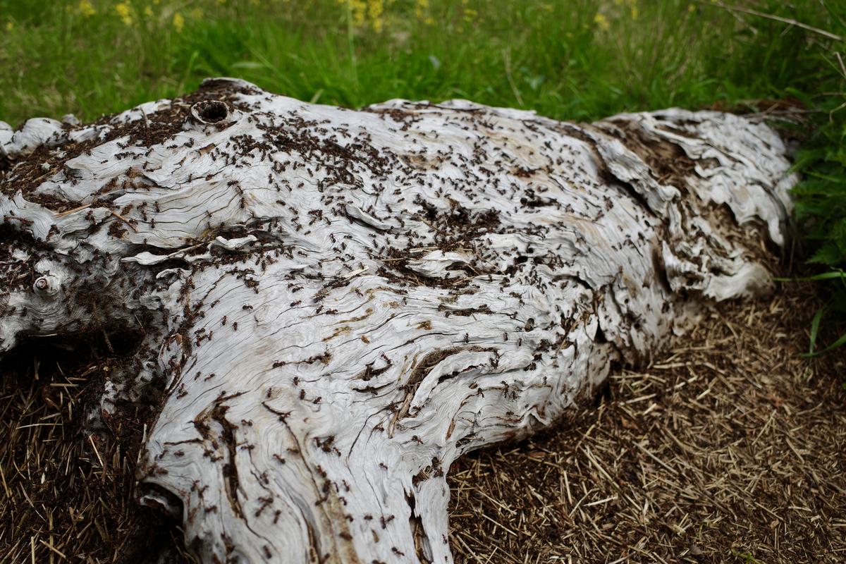 Ants crawling over a fallen tree lying on the ground. The tree is entirely white and looks like it has been lying there for a long time.