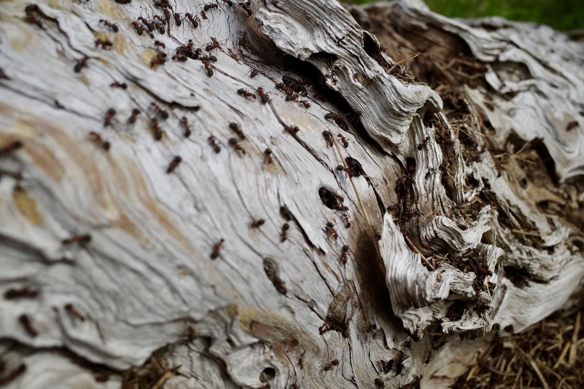 Ants crawling over an old, partially-decomposed log.