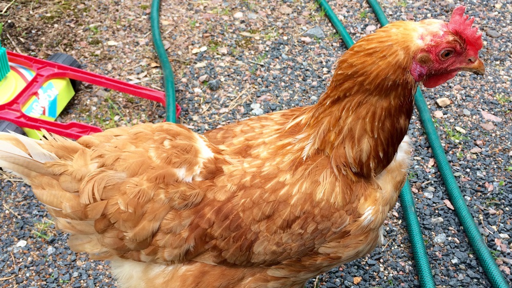 A chicken on a yard.