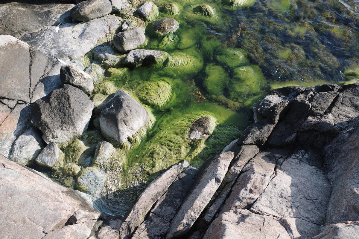 A picture of rocky shore from the above. The rocks grow green algae.