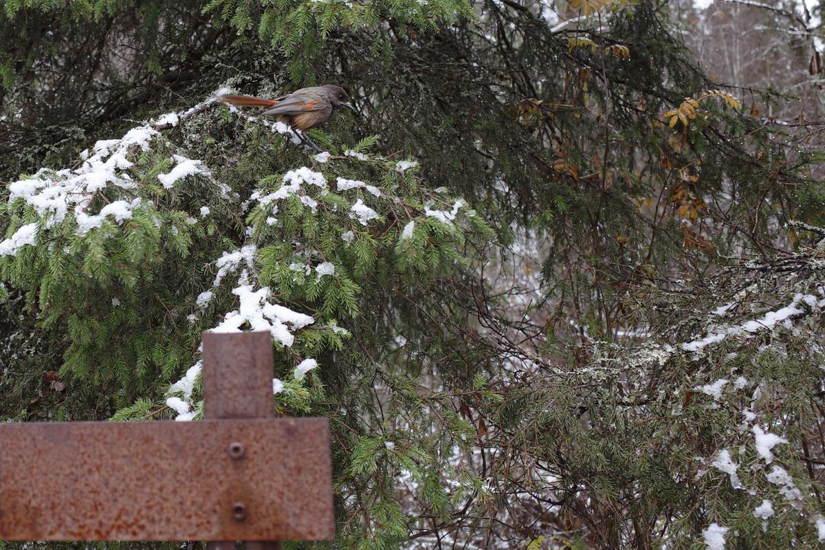 A Siberian jay sitting in a spruce