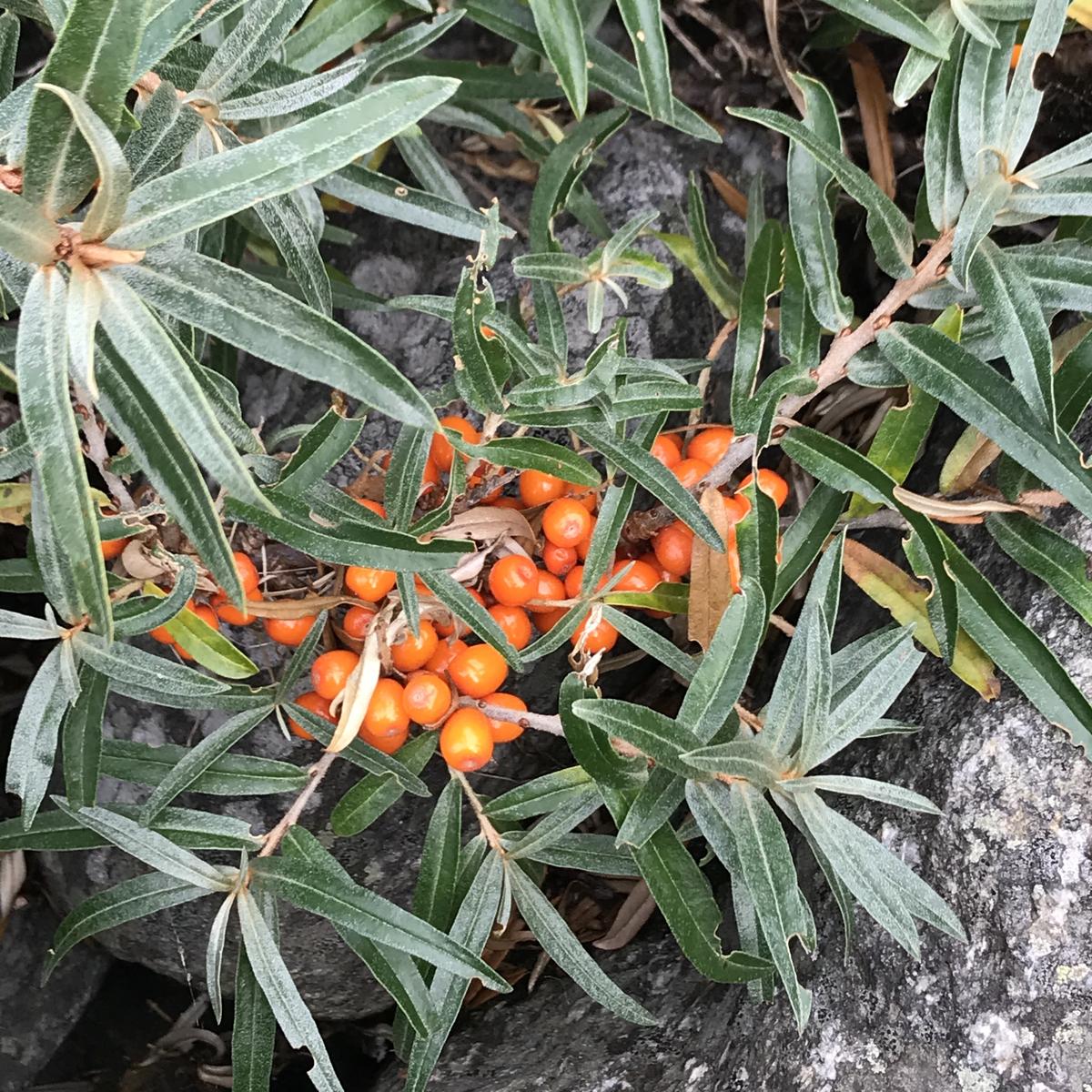 Close-up of berries and leaves of sea buckthorn.