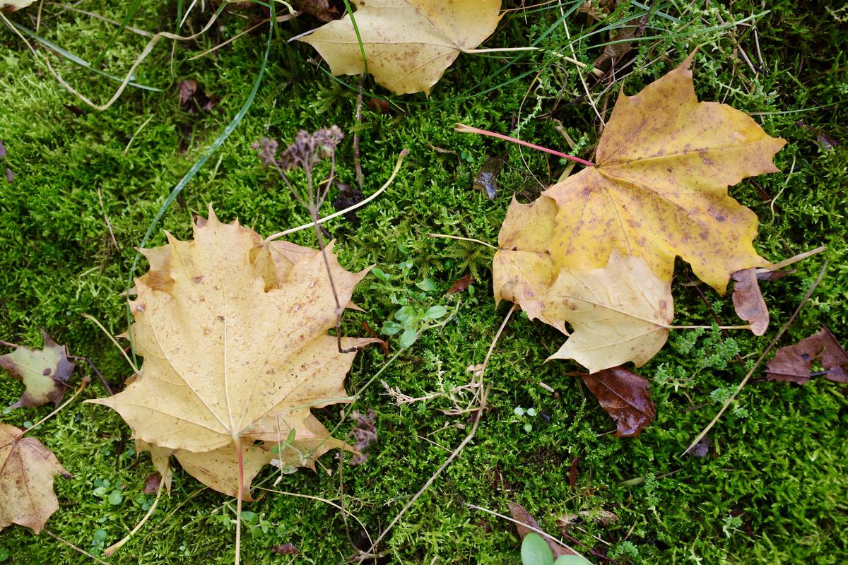 Yellow leaves on moss