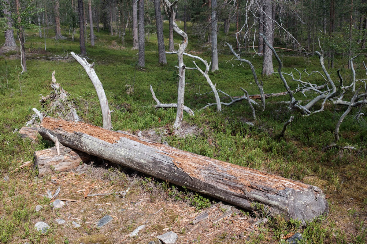 Signs of changes in a log.