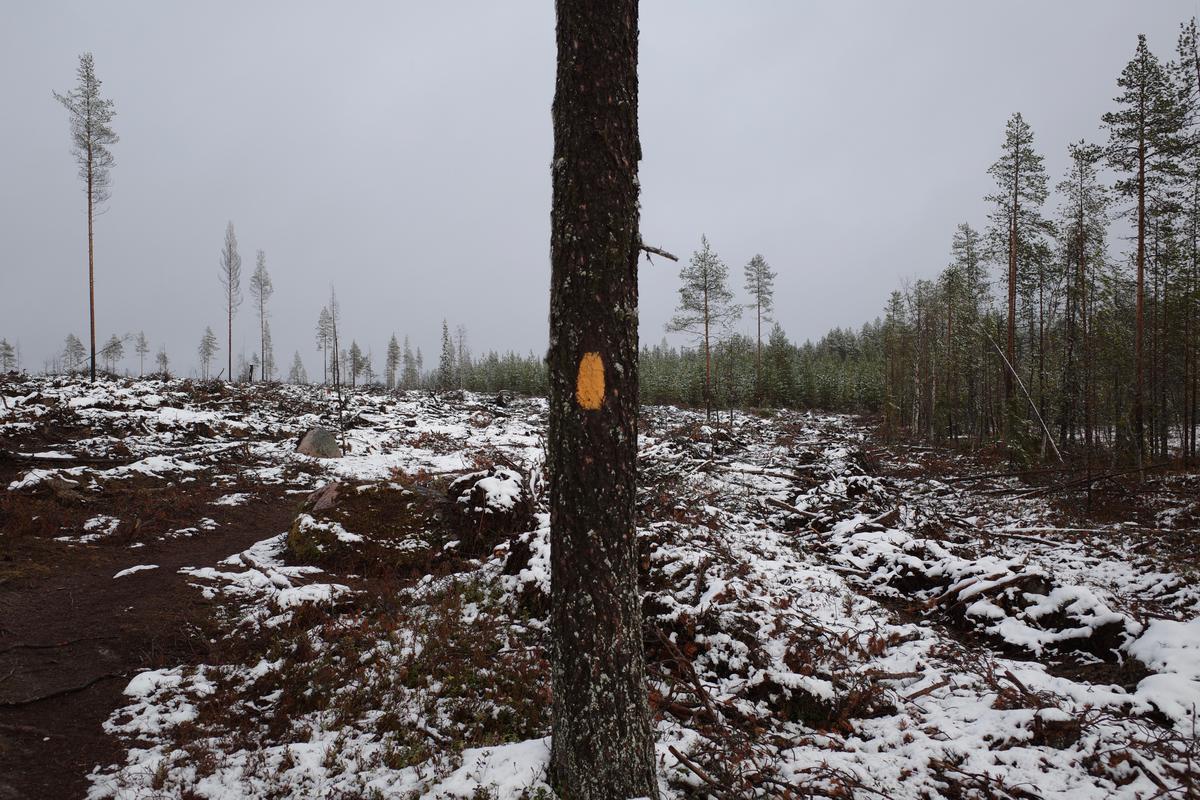 A tree next to a trail. The tree has an orange mark painted on it.