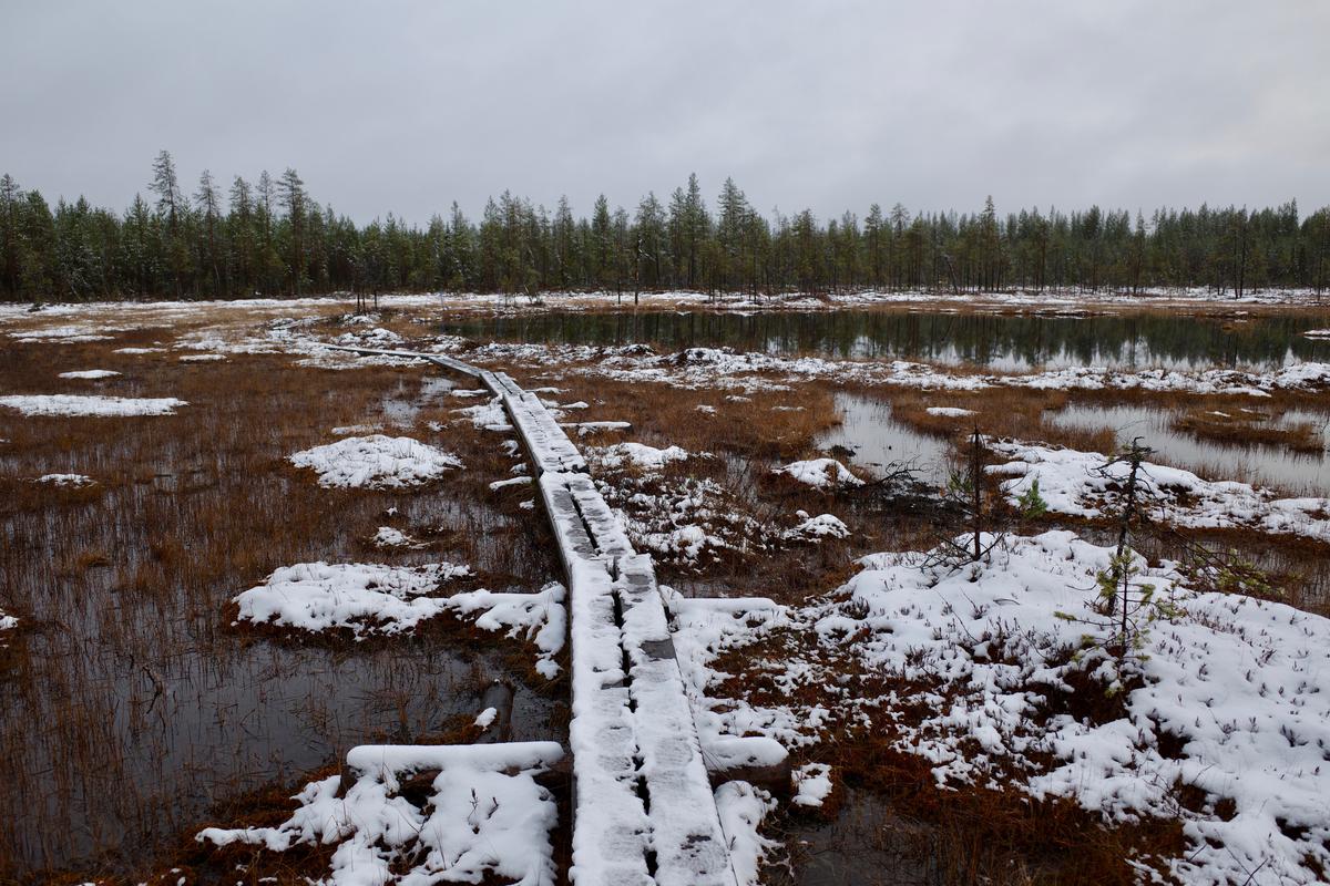 Duckboards going through a frozen, snow-covered marsh.