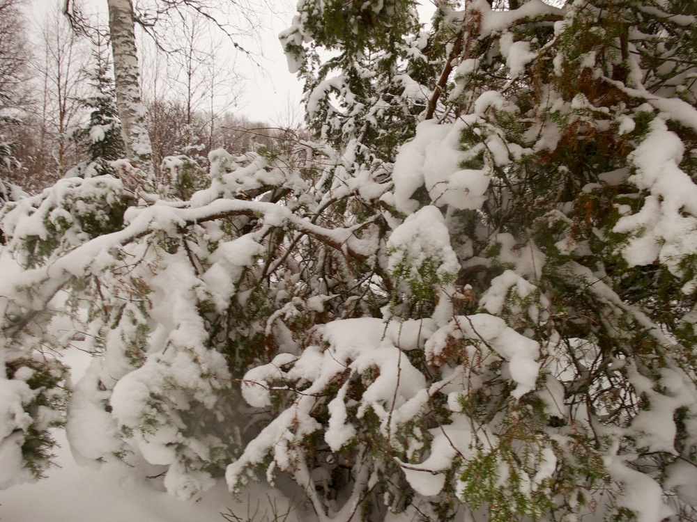 A juniper covered in snow, with a birch in the background.