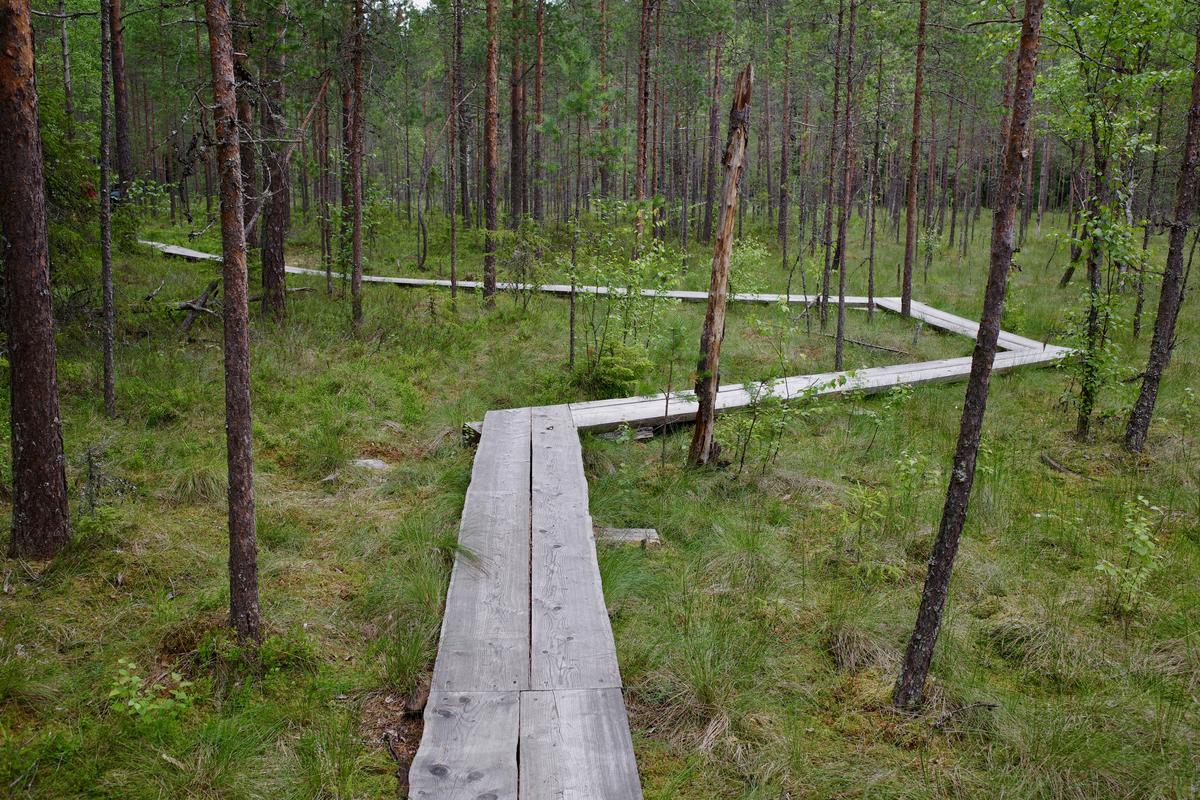 Duckboards make a serpentine curve over a marsh.