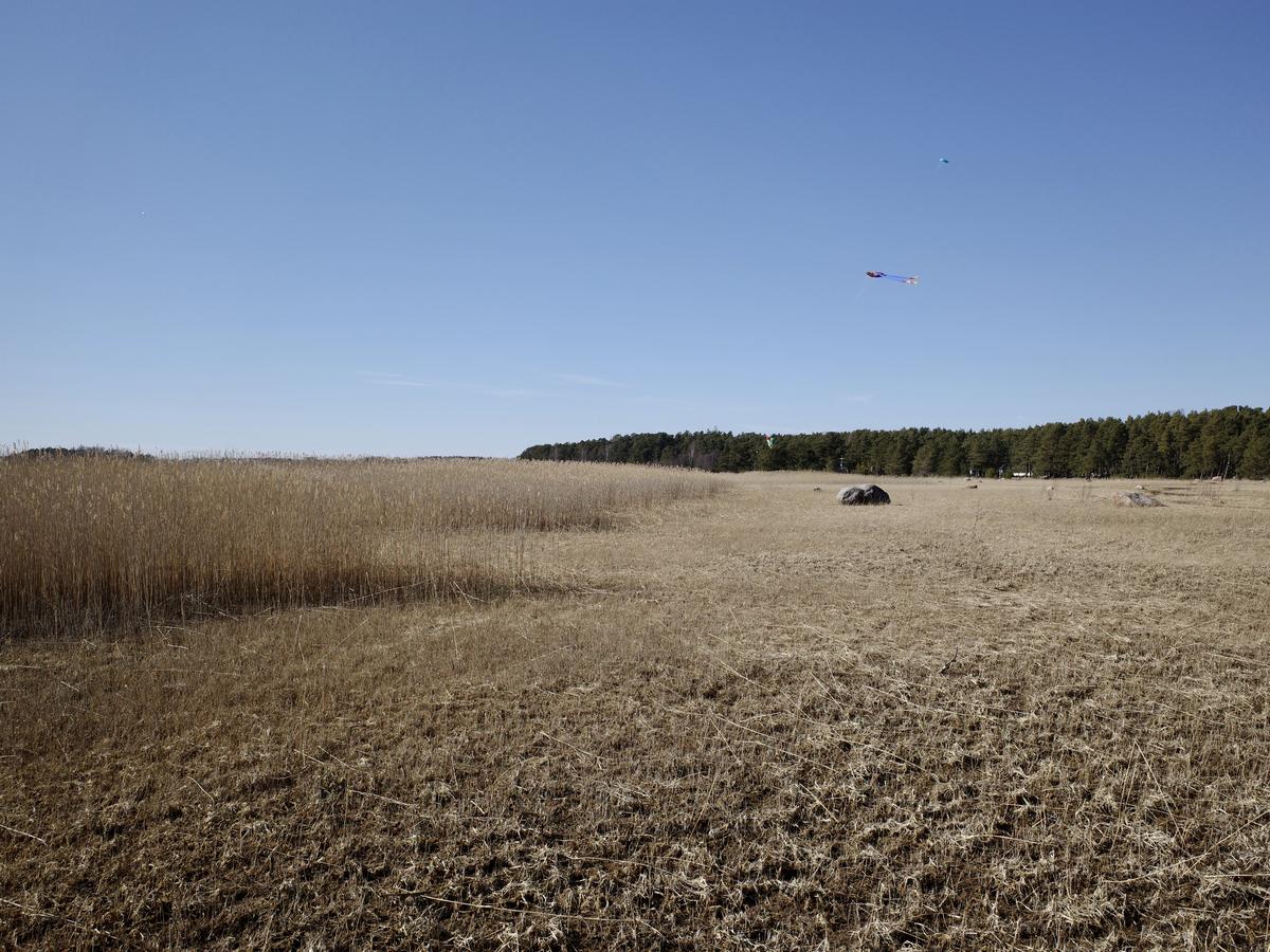 A landscape with reeds on the left and forest on the right. A kite is flying in the sky.