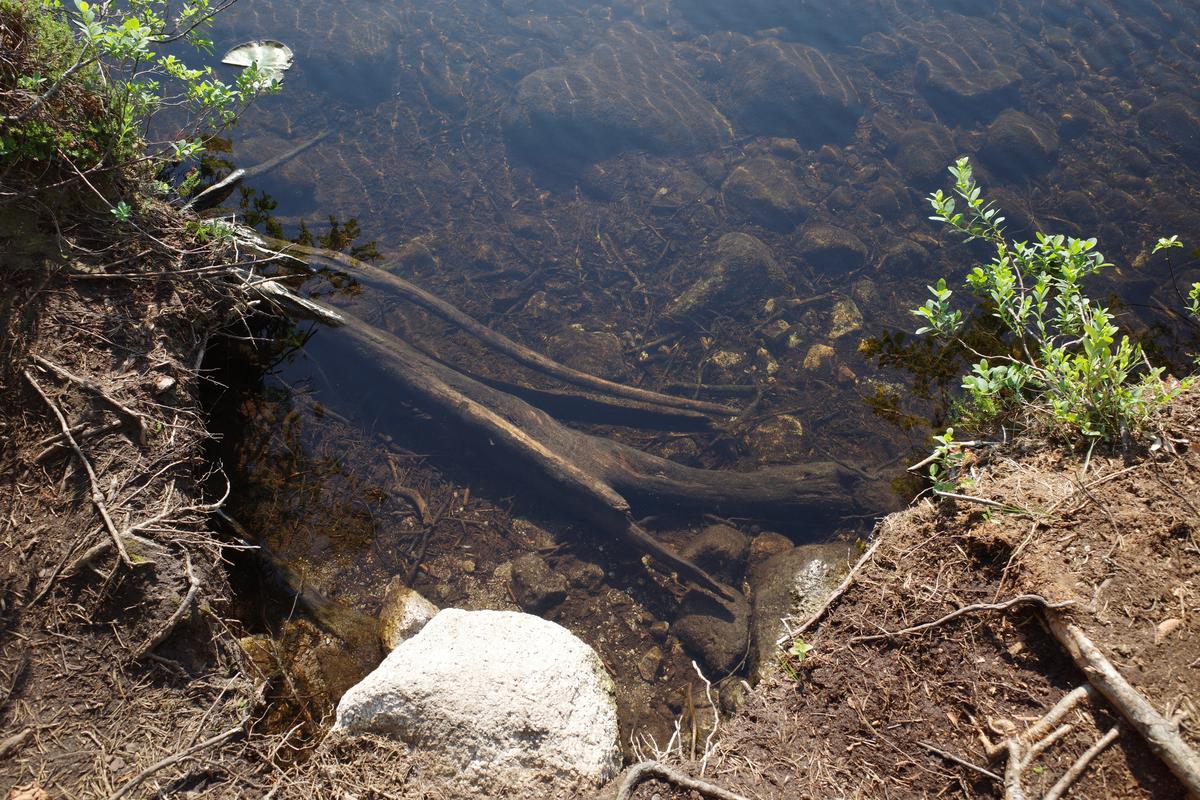 Branches lying underwater at a shoreline.