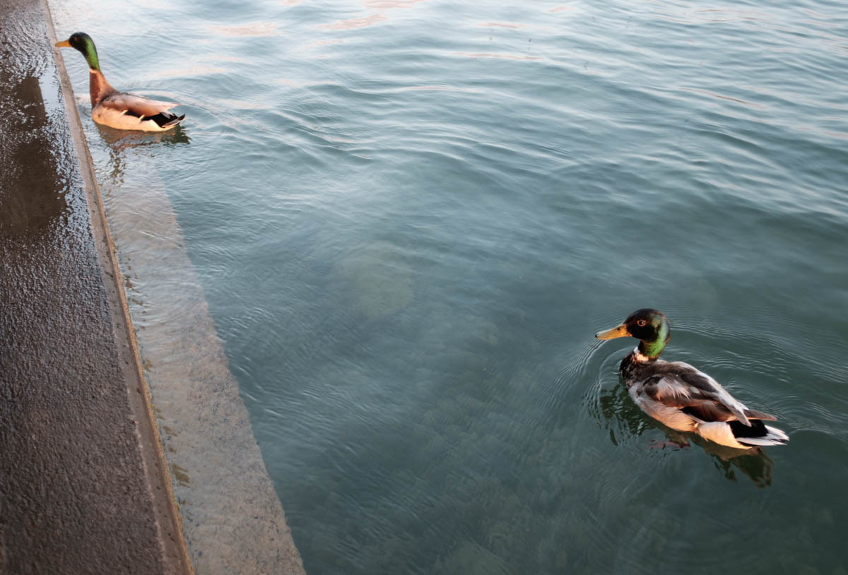 A pair of mallards. Likely not a pair in the other sense.