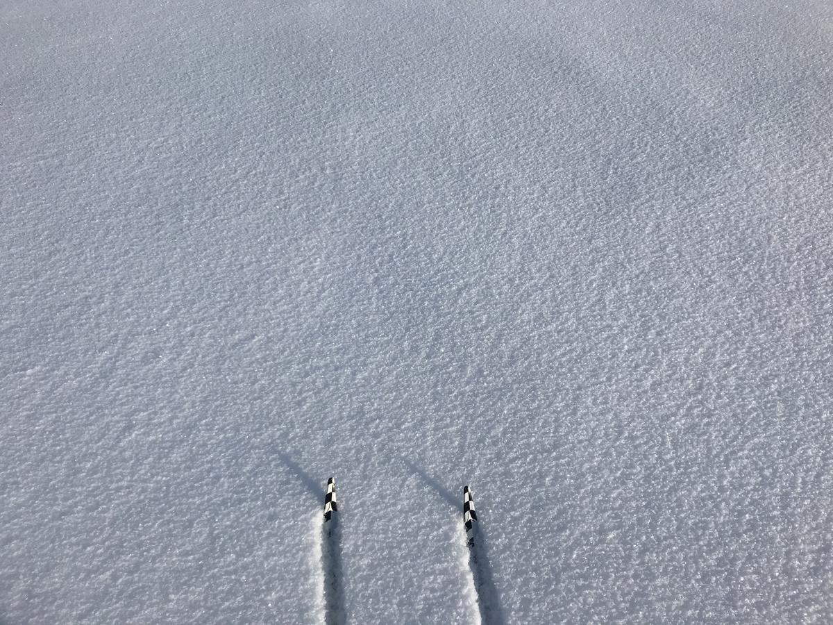 The tips of cross-country skis in the snow.