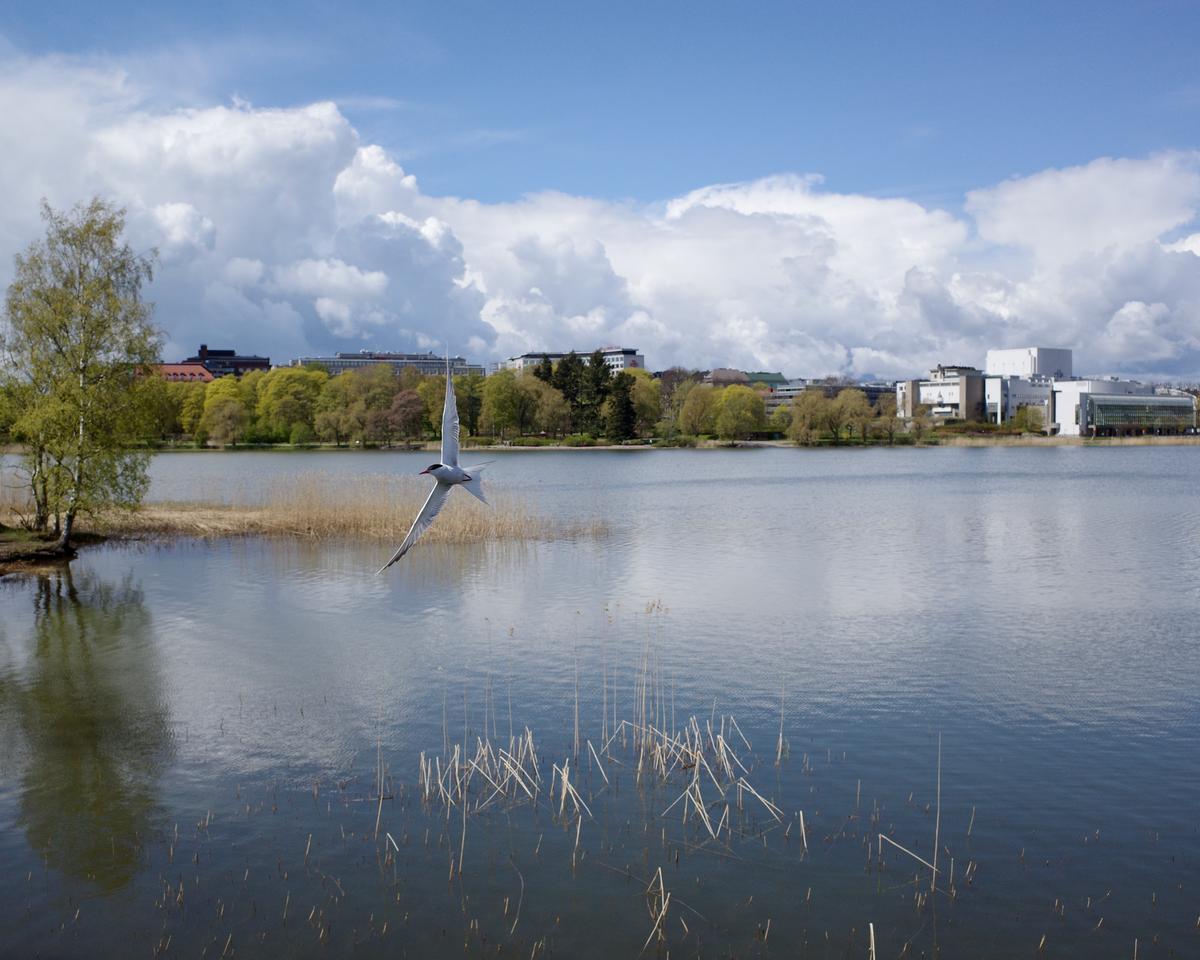 A view of Töölönlahti. The opera house is on the other side of the bay. There's a tern flying.