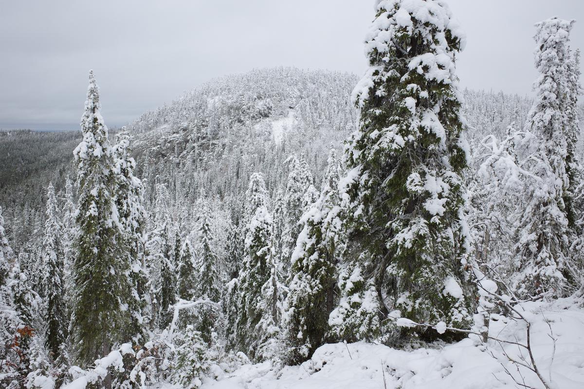 Snow-covered trees on the slopes of Konttainen and Valtavaara in Ruka.