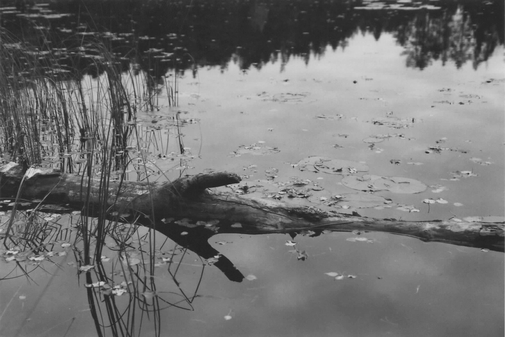 The colors of autumn are so beautiful I shot them in black-and-white. (Flickr)