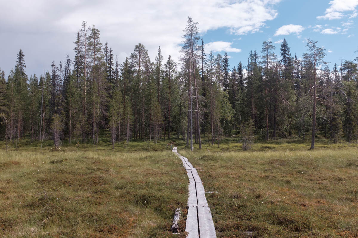 Duckboards in the Pyhälatva mire.